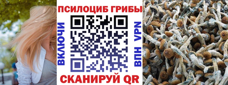 Галлюциногенные грибы Psilocybine cubensis  Геленджик 